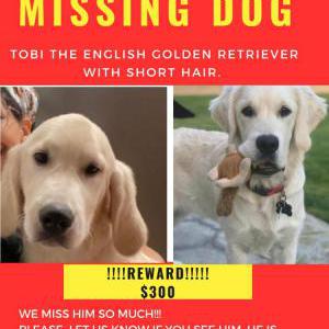 Lost Dog Tobi