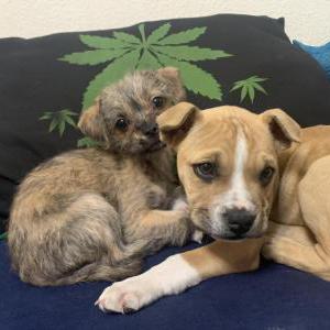 Image of Bowser, Lost Dog