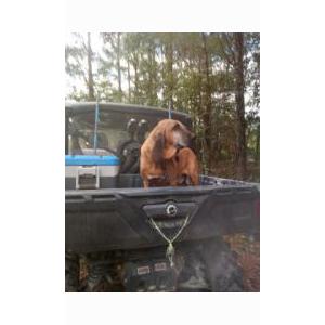 Image of Bill, Lost Dog