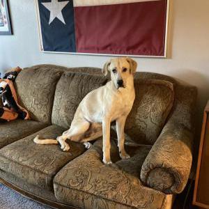 Image of Abe, Lost Dog
