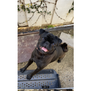 Lost Dog lil pug