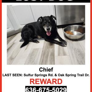 Image of Chief, Lost Dog