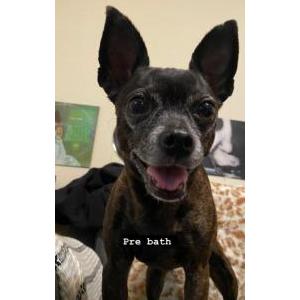 Image of Sadie, Lost Dog