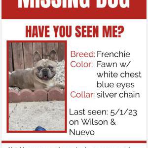 Lost Dog C