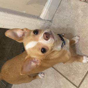 2nd Image of Tilly, Lost Dog