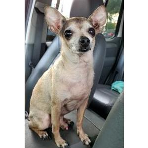 Lost Dog Max