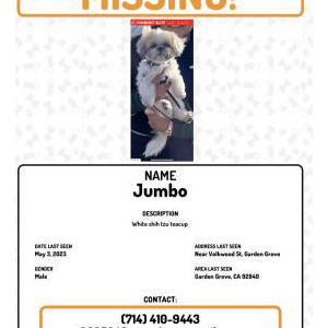 Lost Dog Jumbo