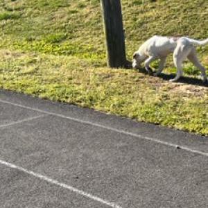 Image of Unknown, Found Dog