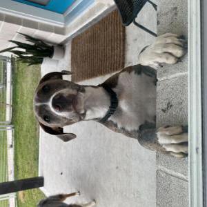 Found Dog Unknown