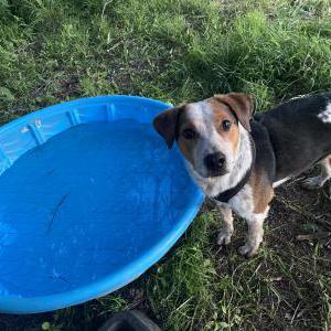 Image of Hawkeye, Lost Dog