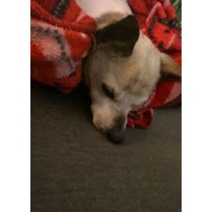 Image of Spike, Lost Dog