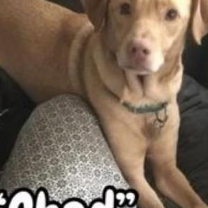 Lost Dog Chad