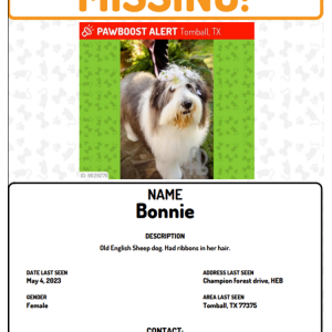 Lost Dog Bonnie, sheep dog