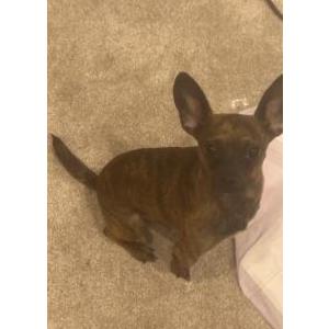 Image of Jojo, Lost Dog