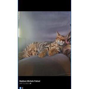 Image of Puma, Lost Cat