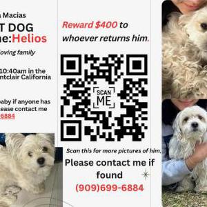 Lost Dog Helios Macias