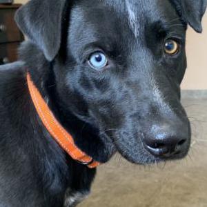 Image of Bobby, Lost Dog