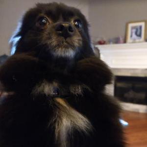 Lost Dog Layla/Gina Lee on ta