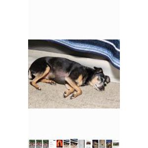 Image of Lucy, Lost Dog