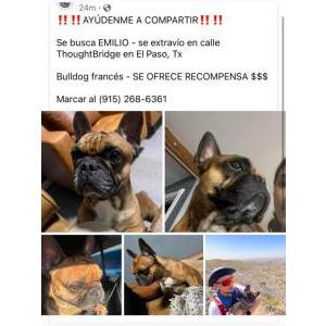 Lost Dog emilio