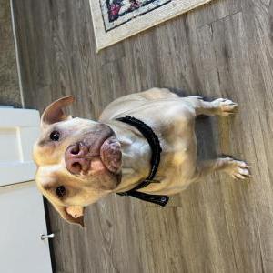 Image of Unknown, Found Dog