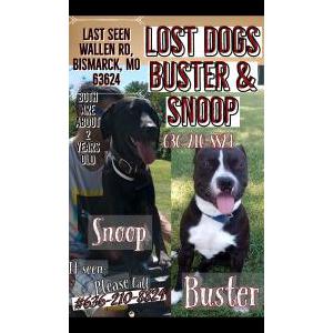 Lost Dog Snoop