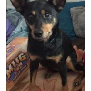 Image of Nibbler, Lost Dog