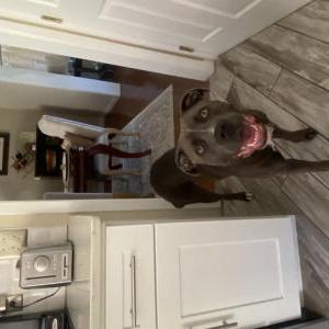 Image of Stormy, Lost Dog