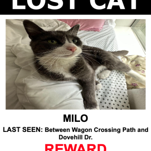 Lost Cat Milo