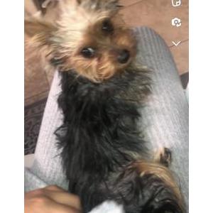 Lost Dog Coco