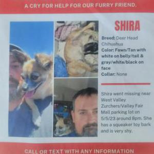 Lost Dog Shira