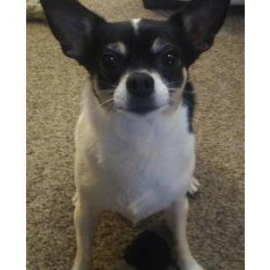 2nd Image of Bridgette, Lost Dog