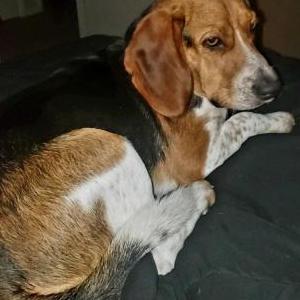 Lost Dog Rover AKA RoverFrank