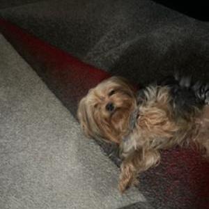 Image of Bruno, Lost Dog