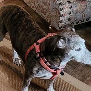 Lost Dog Layla
