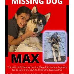 Lost Dog Max