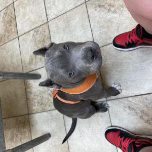 Image of Hugo, Lost Dog