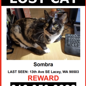Image of Sombra, Lost Cat