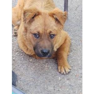 Image of Ragnar, Lost Dog
