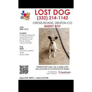 Lost Dog Buddy boy