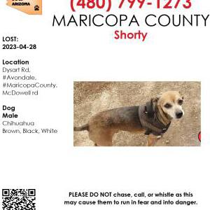 Lost Dog Shorty