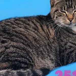 Lost Cat Twin