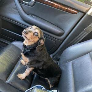 Image of Abbie, Lost Dog