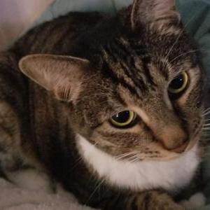 2nd Image of Jimmy Hendrix, Lost Cat