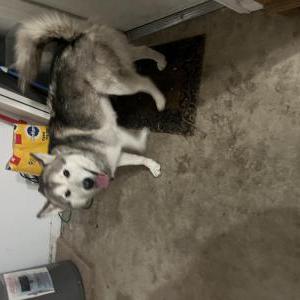 Found Dog Unknown