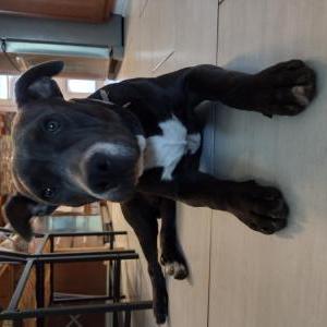 Found Dog Unknown