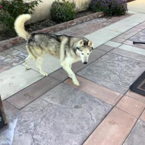 Found Dog Alaskan Husky male