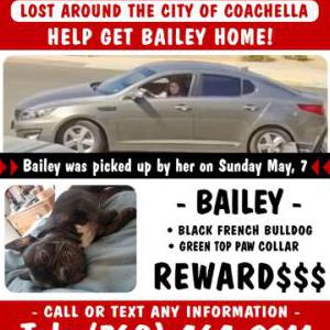 Lost Dog Bailey