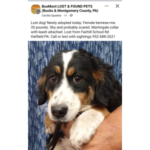 Lost Dog Quidora (rescue name