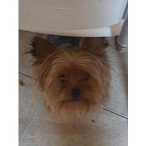 Lost Dog Gizmo Figueroa